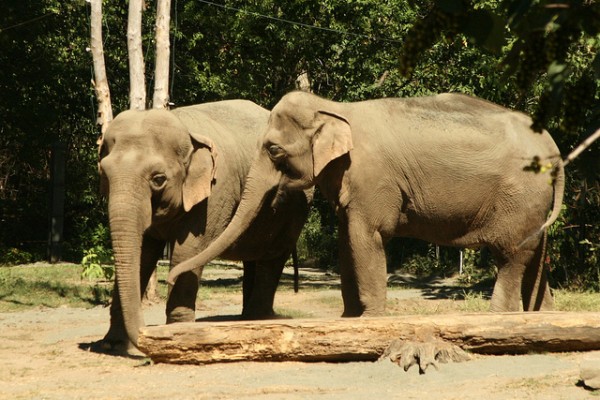 Elephants share a secret