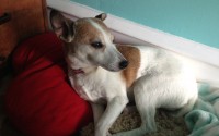 Emily the Jack Russell terrier June 2014