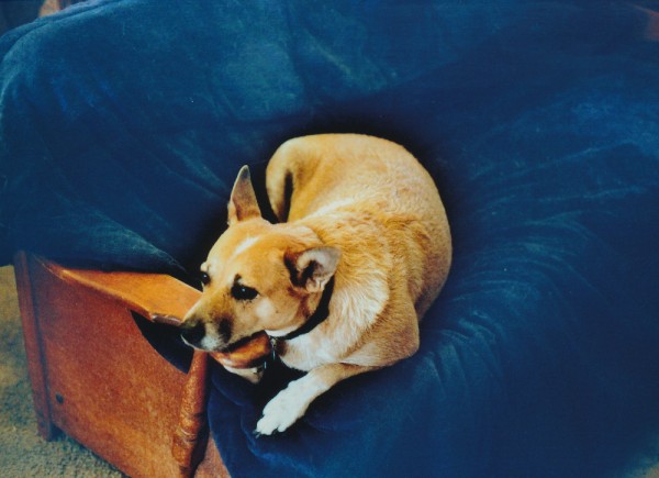 Sandy, an Australian Cattle dog